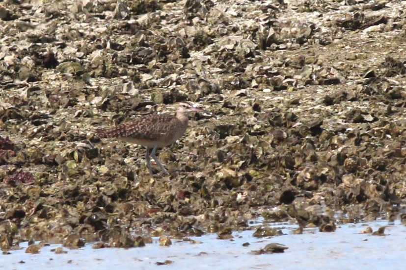 Hudsonian Whimbrel - ML645061048