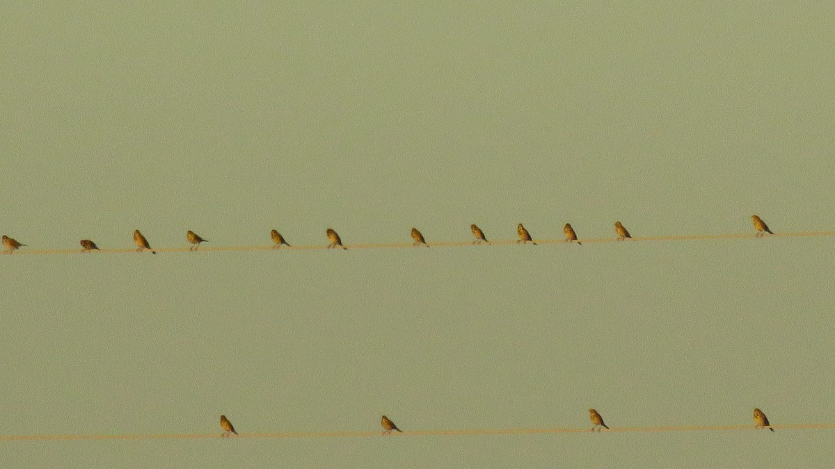 Corn Bunting - ML645061052