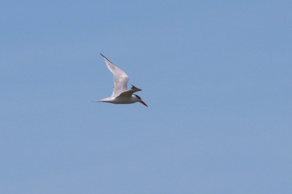 Royal Tern - ML645061071