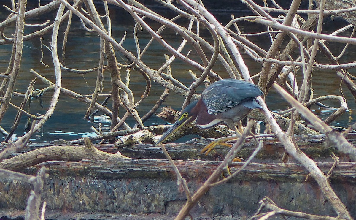 Koartzatxo berdea - ML645061072