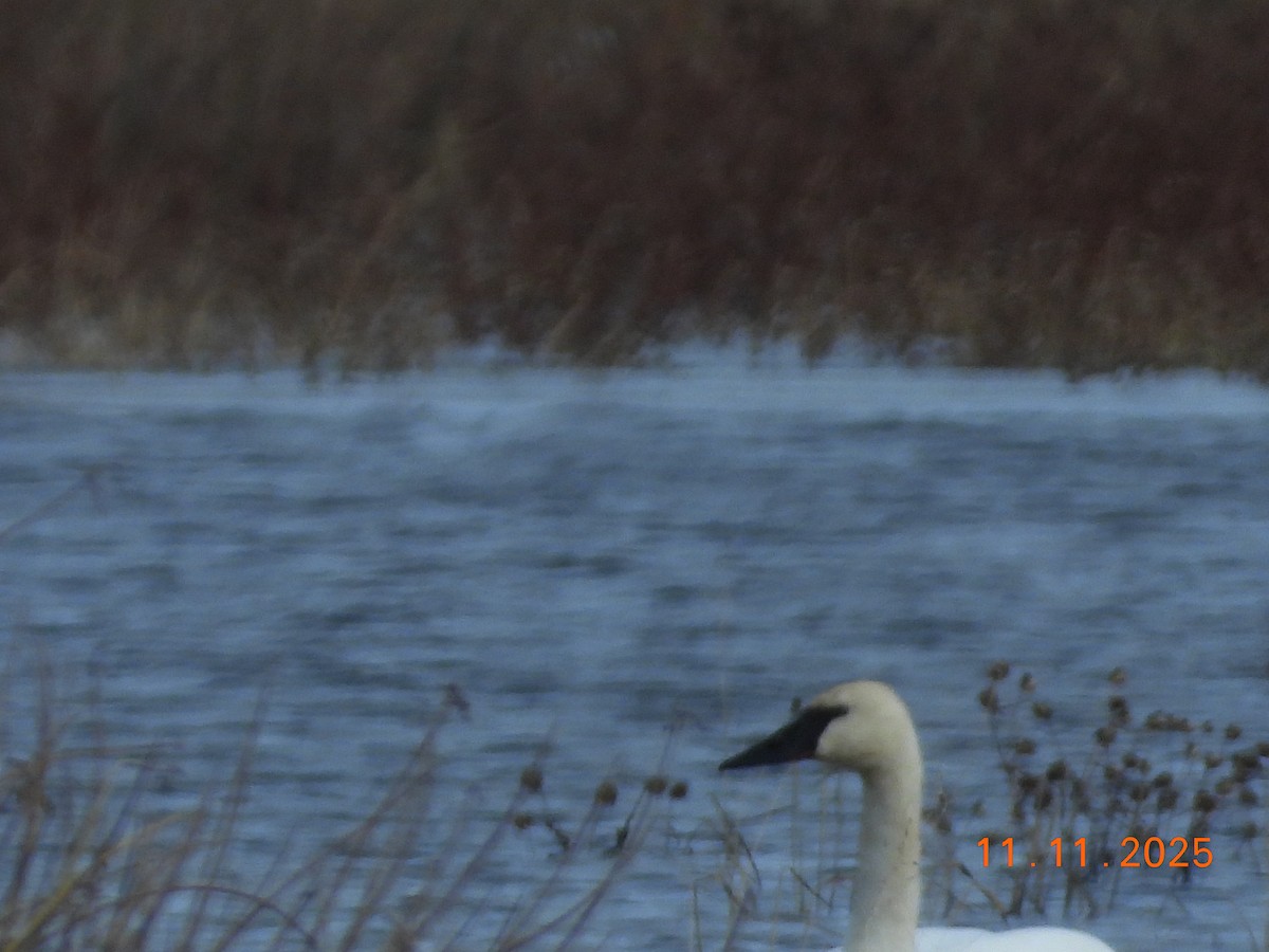 Trumpeter Swan - ML645061076
