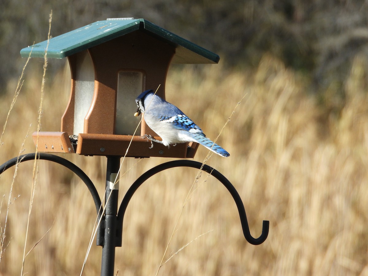 Blue Jay - ML645061077
