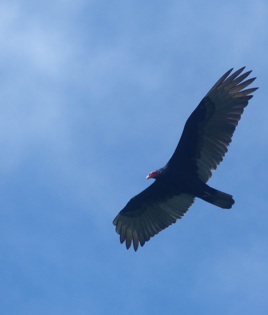 Zopilote indioilarra - ML645061079