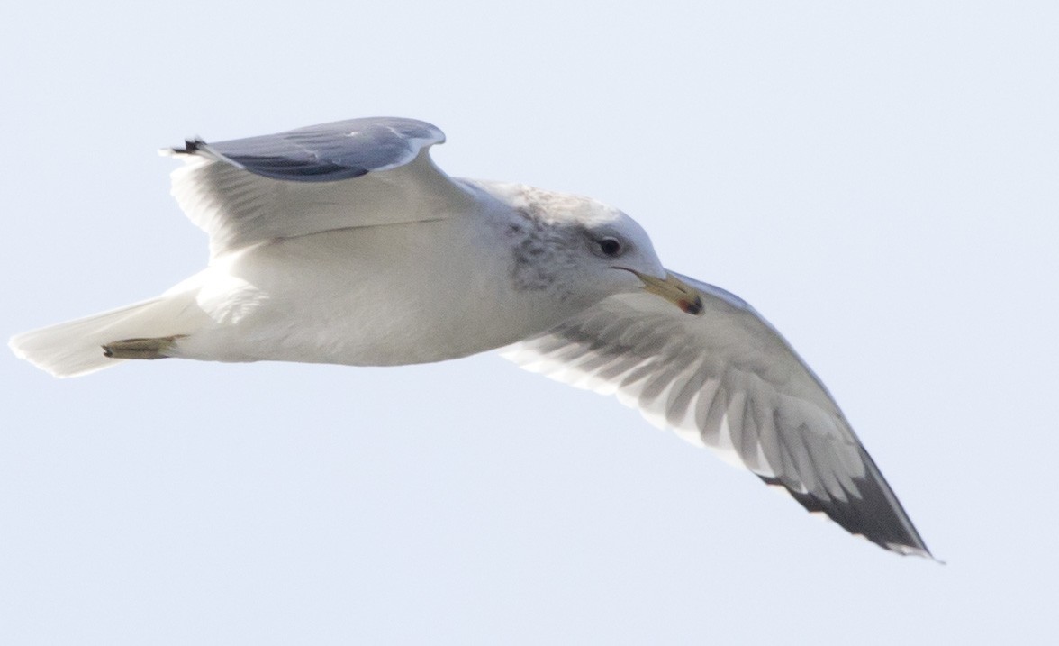 gull sp. - ML645061082