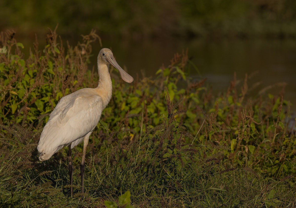 kolpík žlutozobý - ML645061086