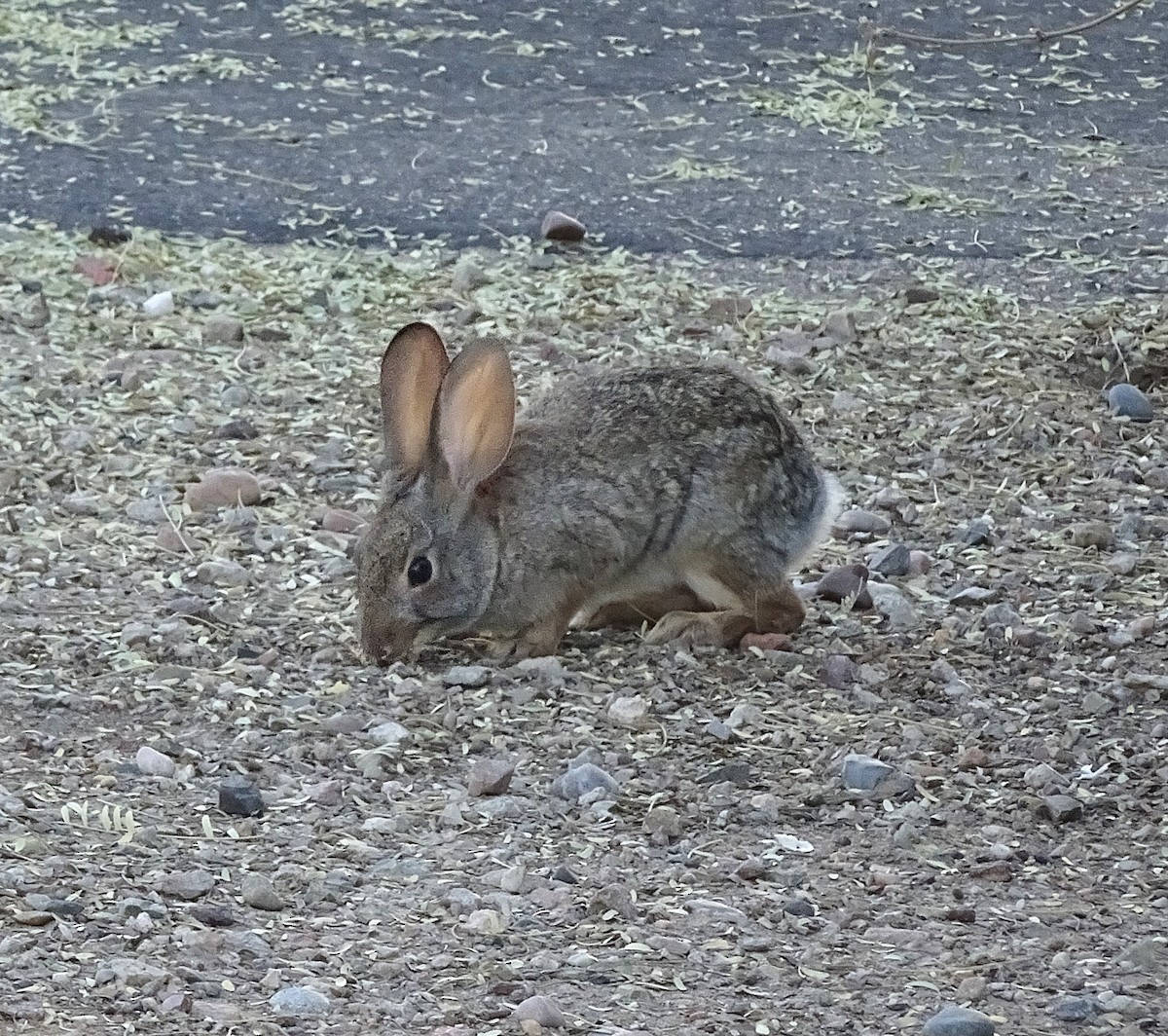Desert Cottontail - ML645061089