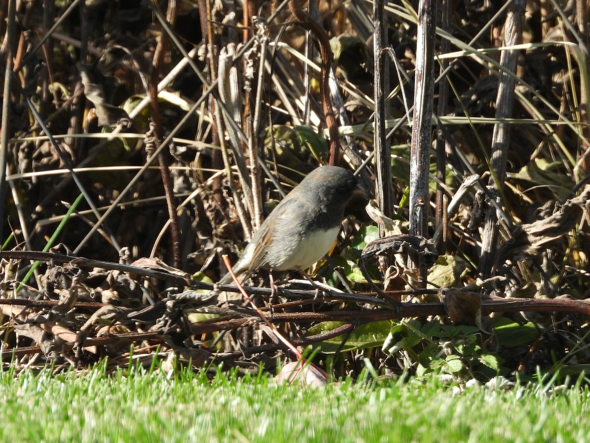 Dark-eyed Junco - ML645061090