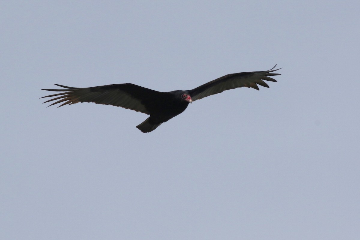 Turkey Vulture - ML645061093