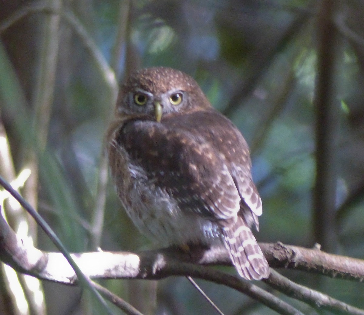 Cuban Pygmy-Owl - ML645061094