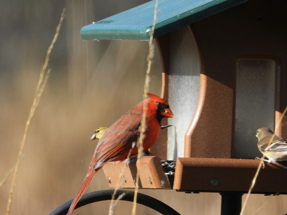 Northern Cardinal - ML645061098
