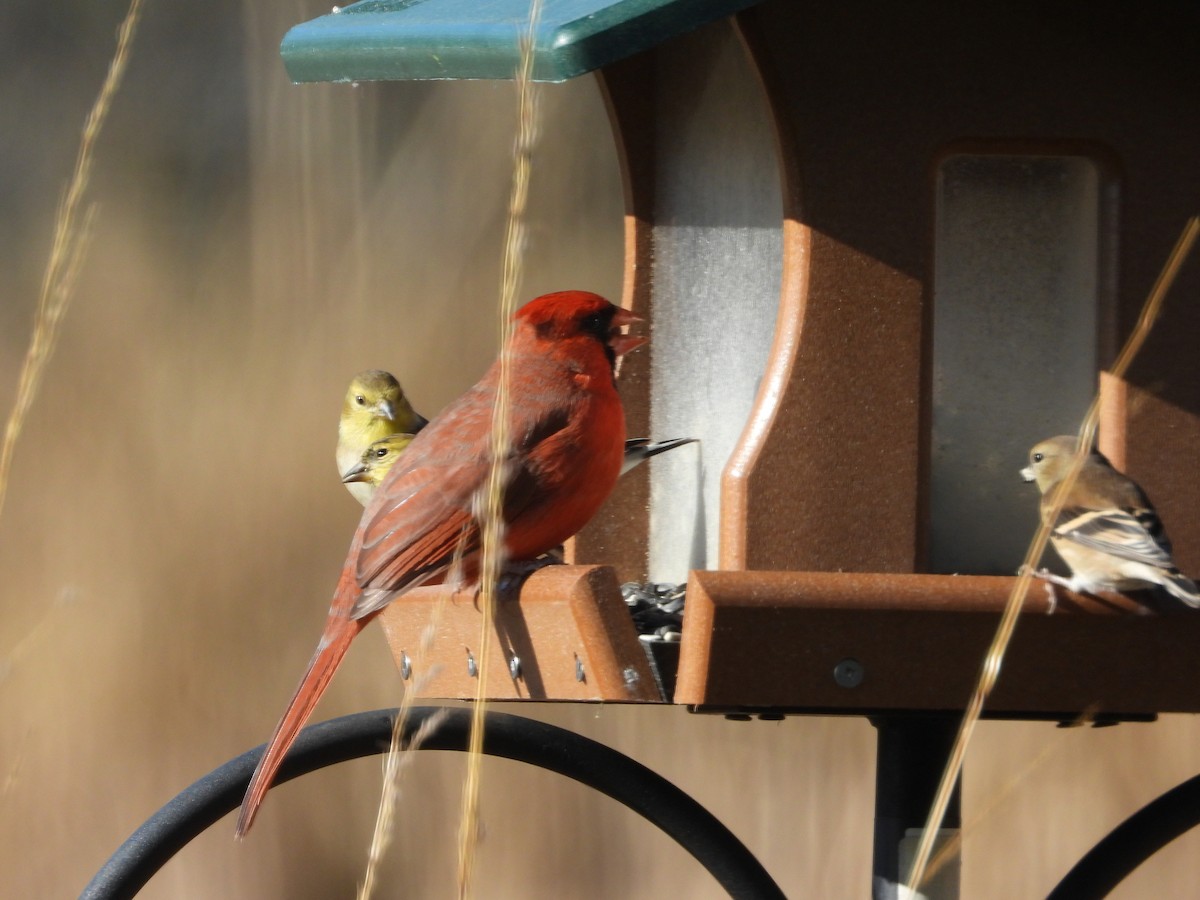Northern Cardinal - ML645061099