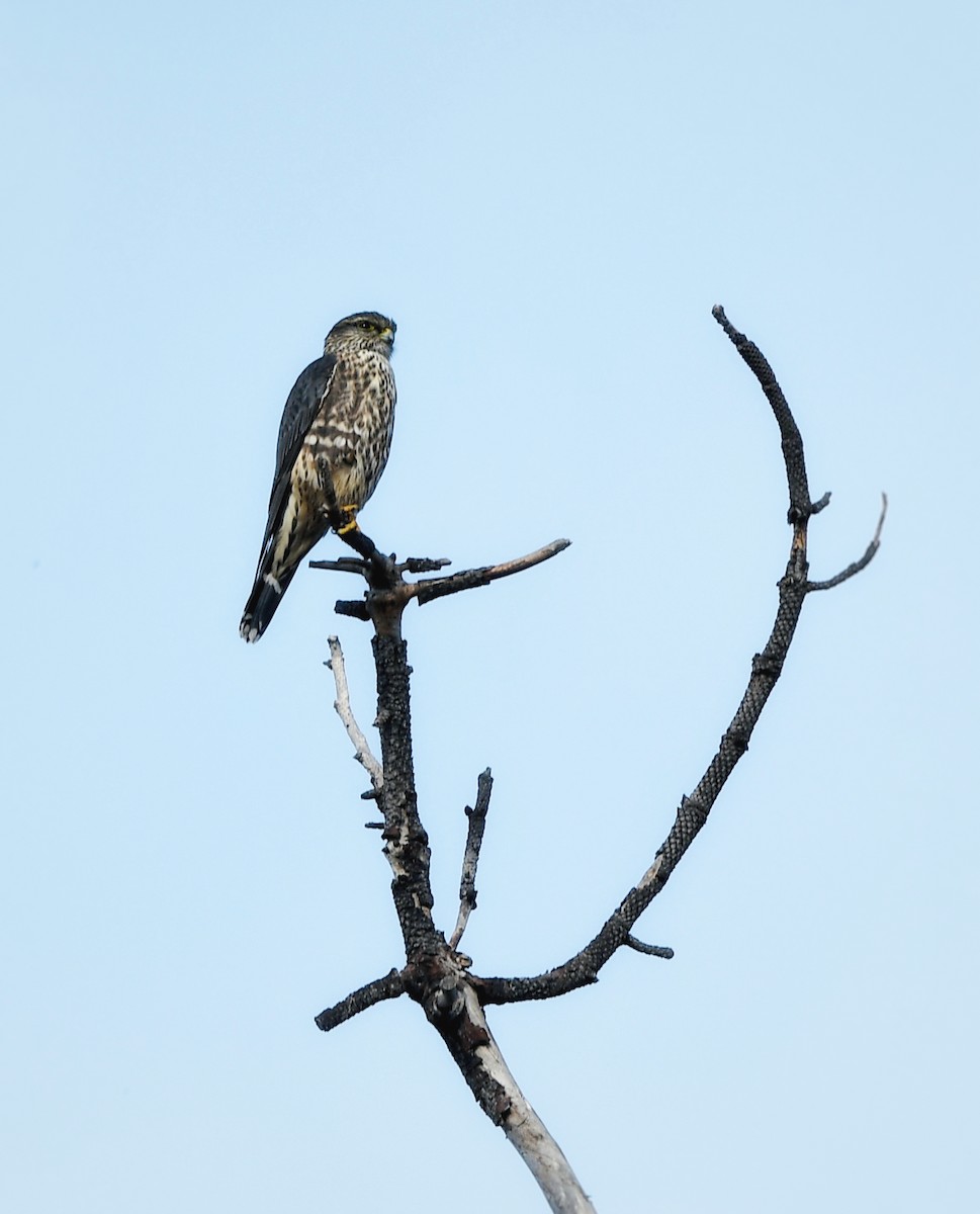 灰背隼 - ML645061100