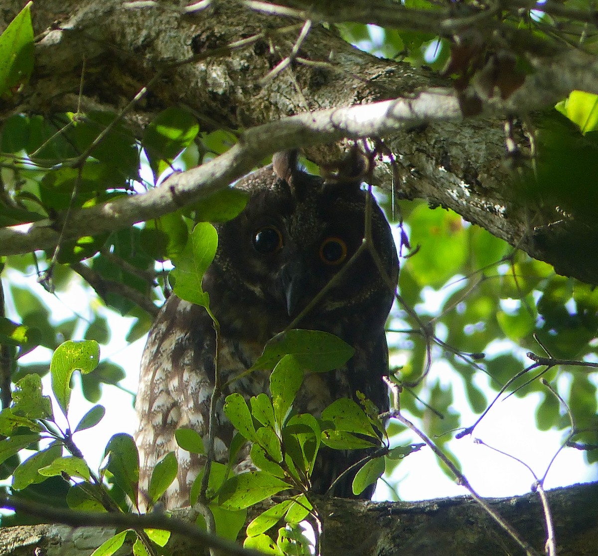 Stygian Owl - ML645061102