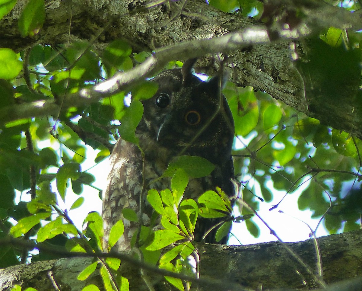 Stygian Owl - ML645061103