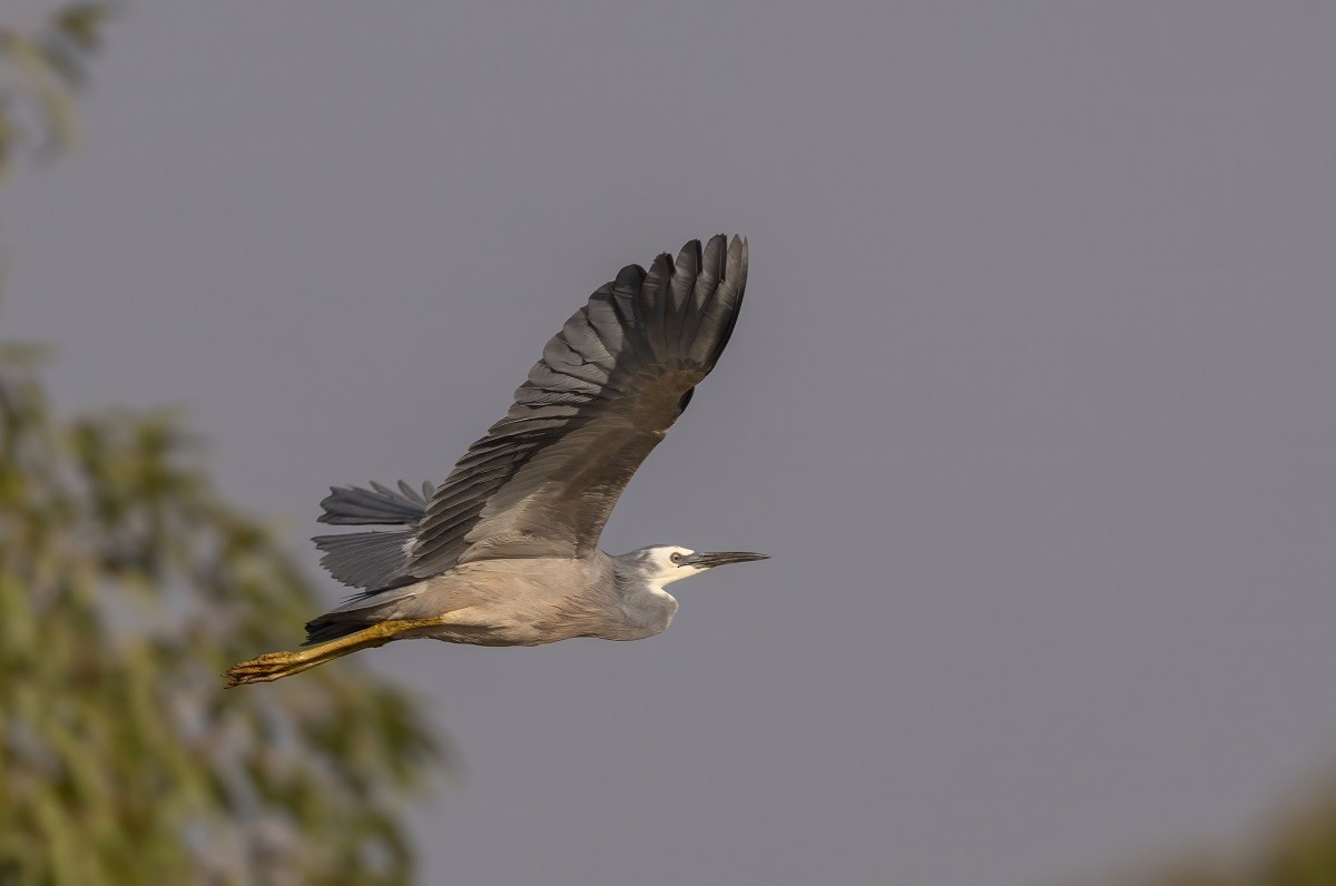 White-faced Heron - ML645061116