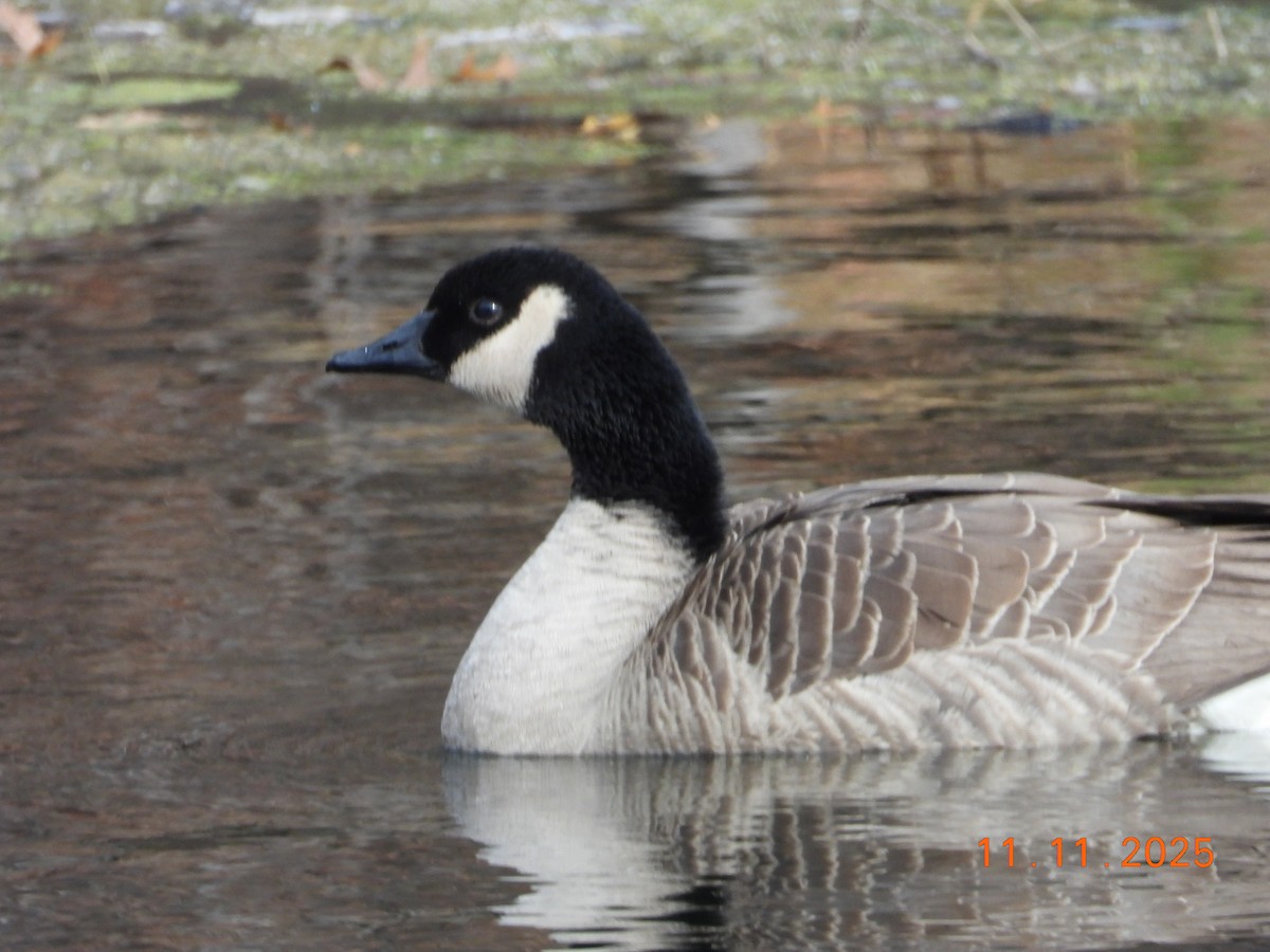 Canada Goose - ML645061117