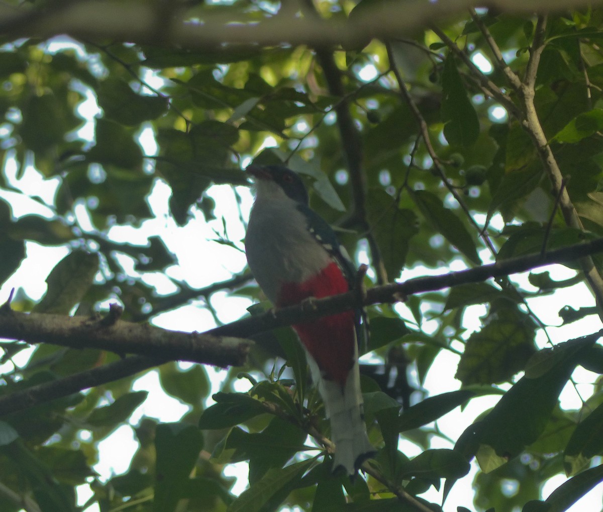 Cuban Trogon - ML645061124
