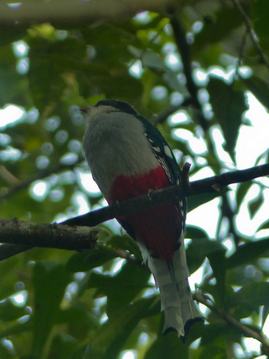 Cuban Trogon - ML645061125