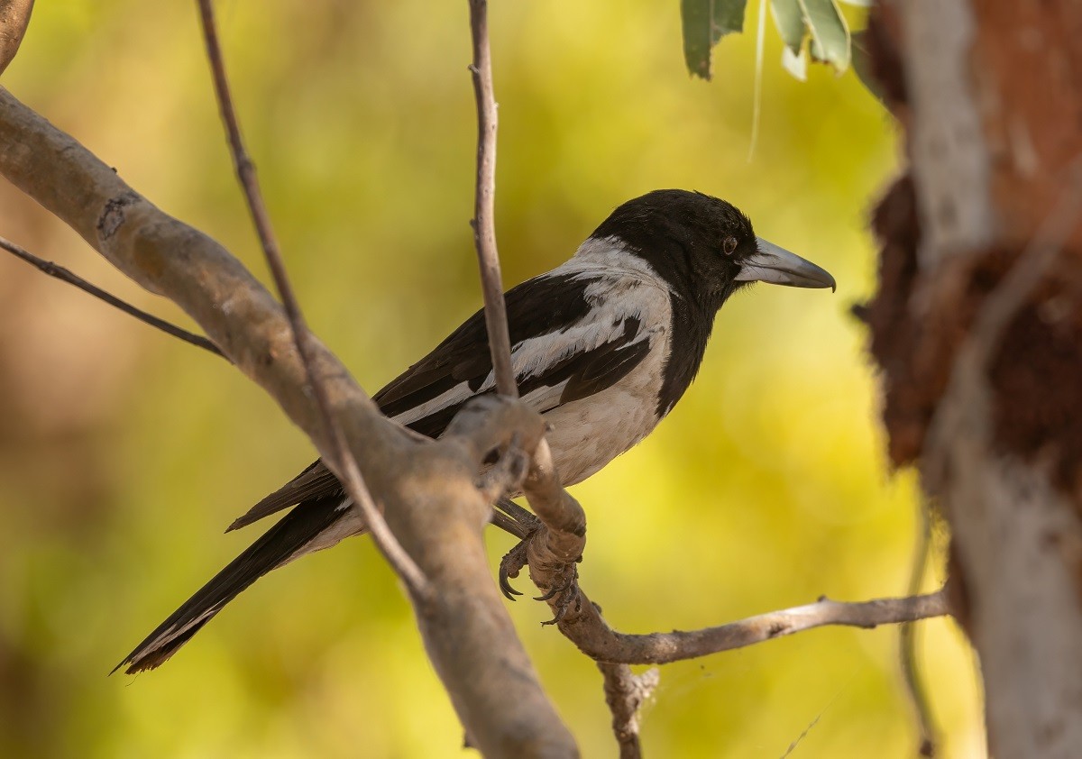 flétňák černohrdlý - ML645061130