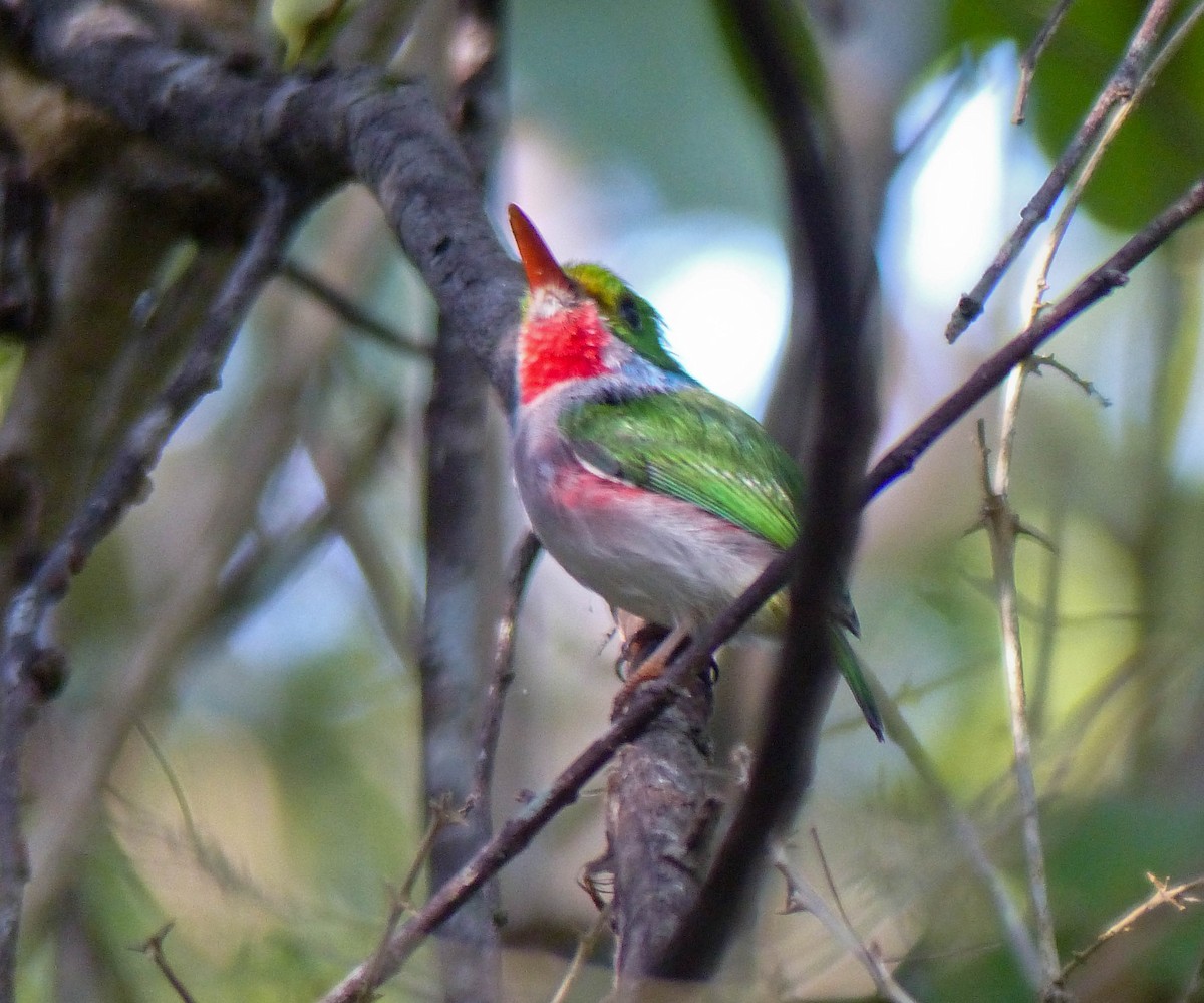Cuban Tody - ML645061131