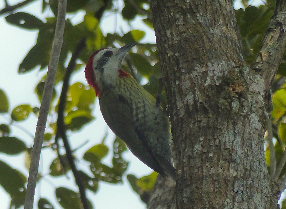 Cuban Green Woodpecker - ML645061139
