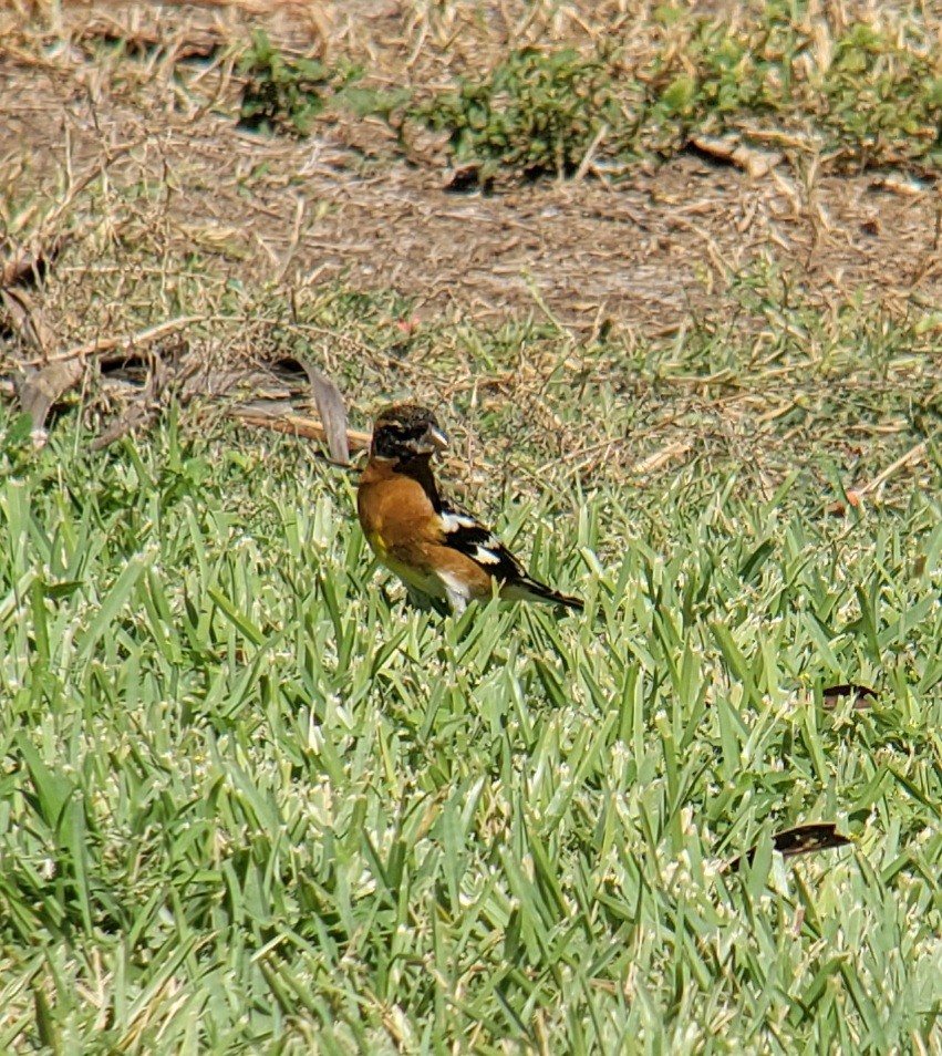 Black-headed Grosbeak - ML645061141