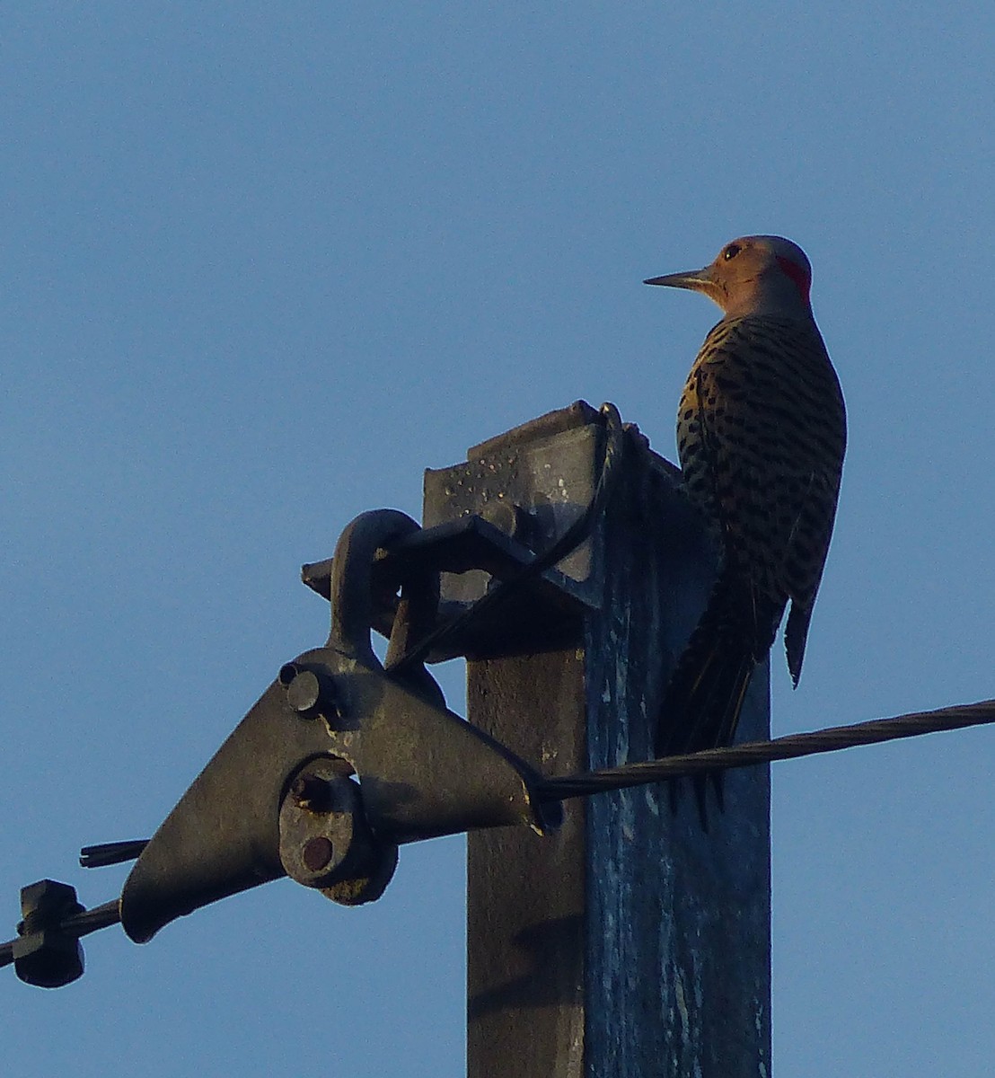 Northern Flicker - ML645061144
