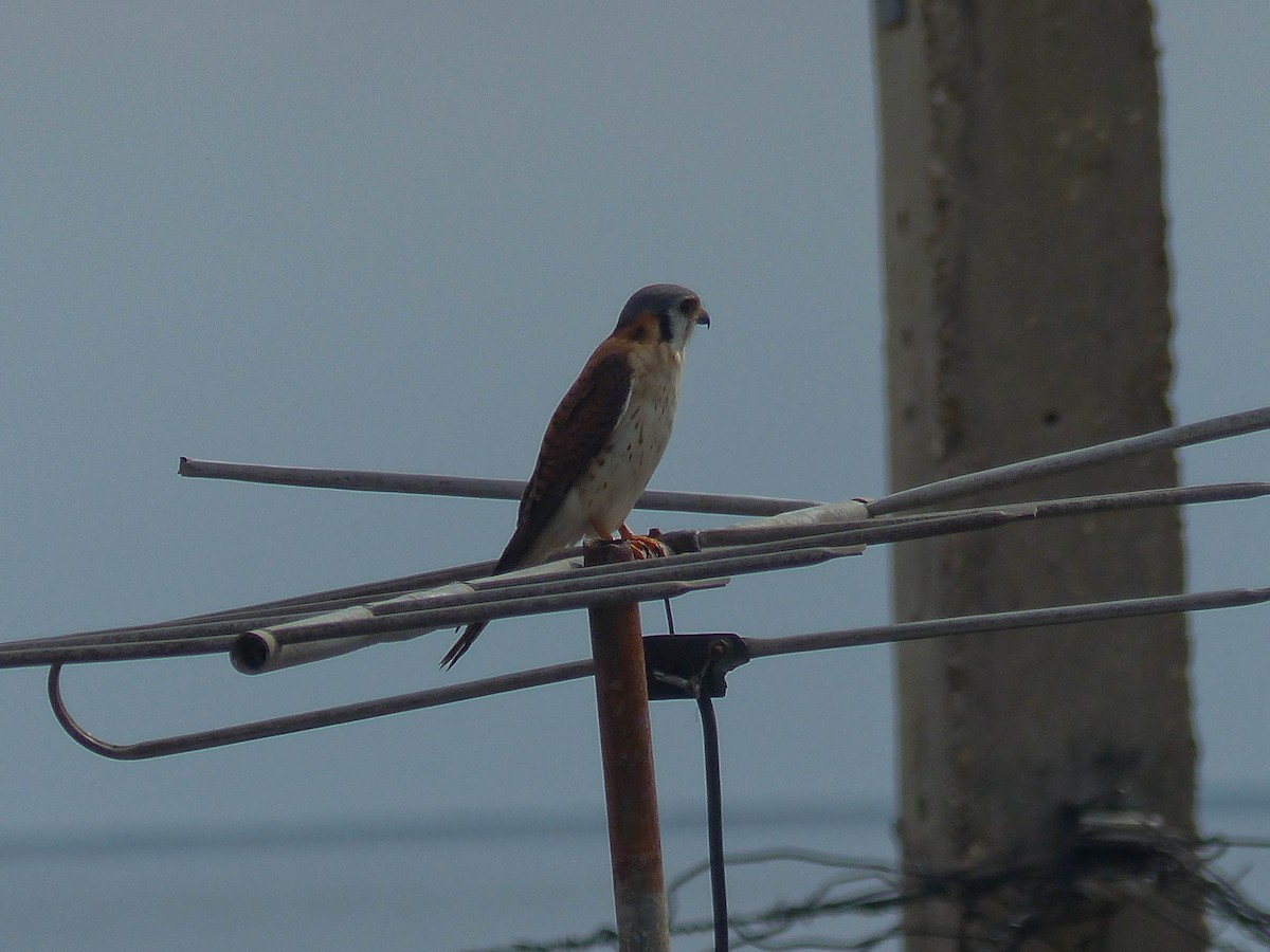 Belatz amerikarra - ML645061147