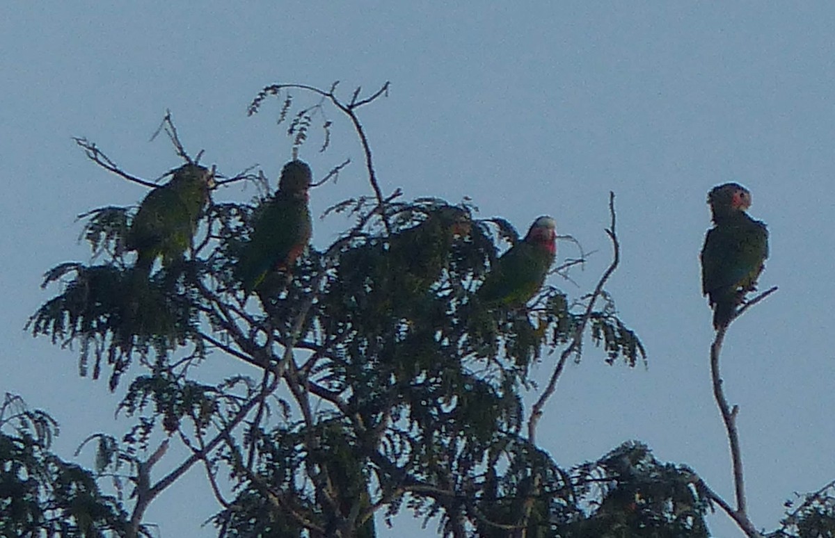 Amazone de Cuba - ML645061152