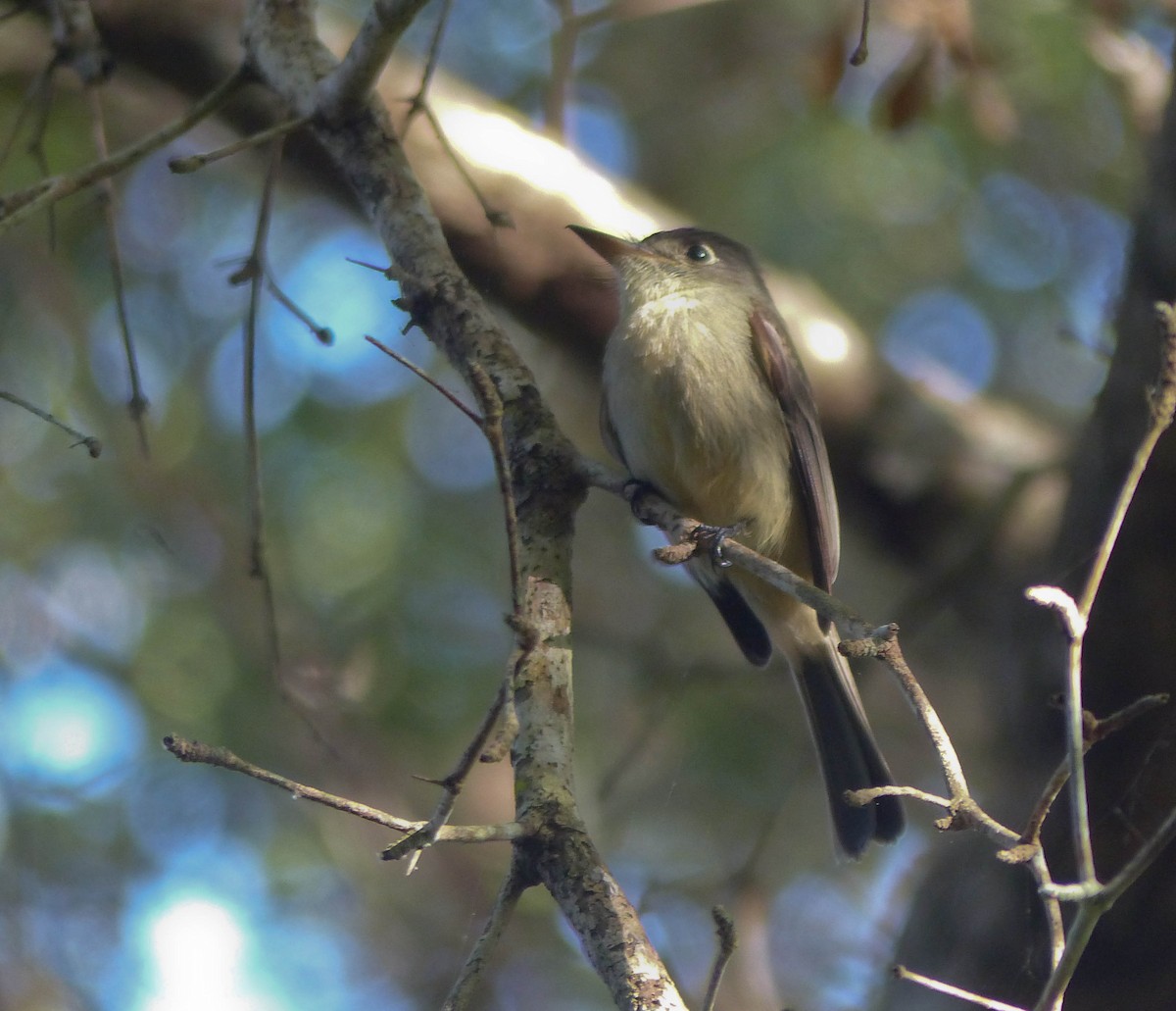Cuban Pewee - ML645061159