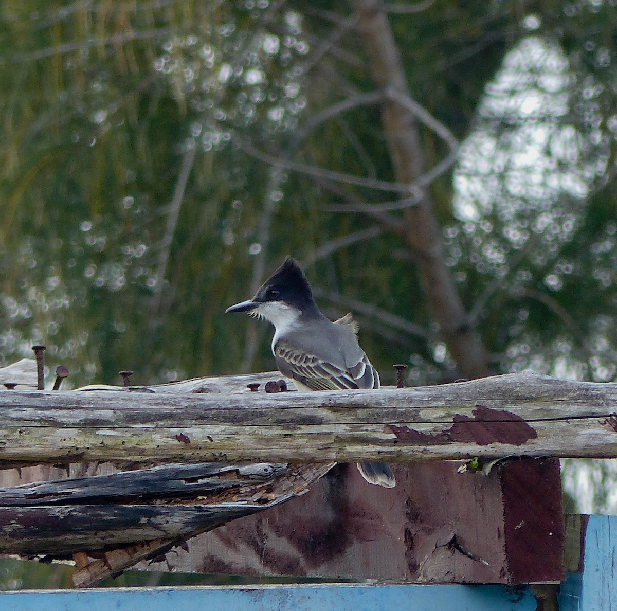 Loggerhead Kingbird - ML645061168