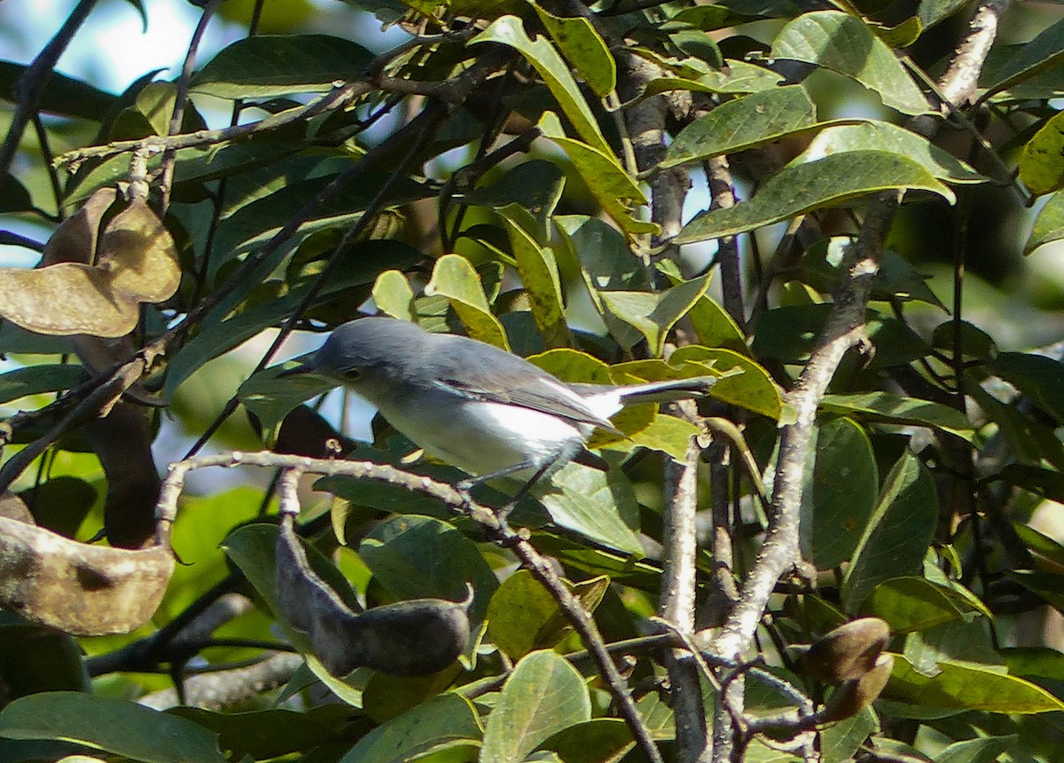 Blue-gray Gnatcatcher - ML645061173