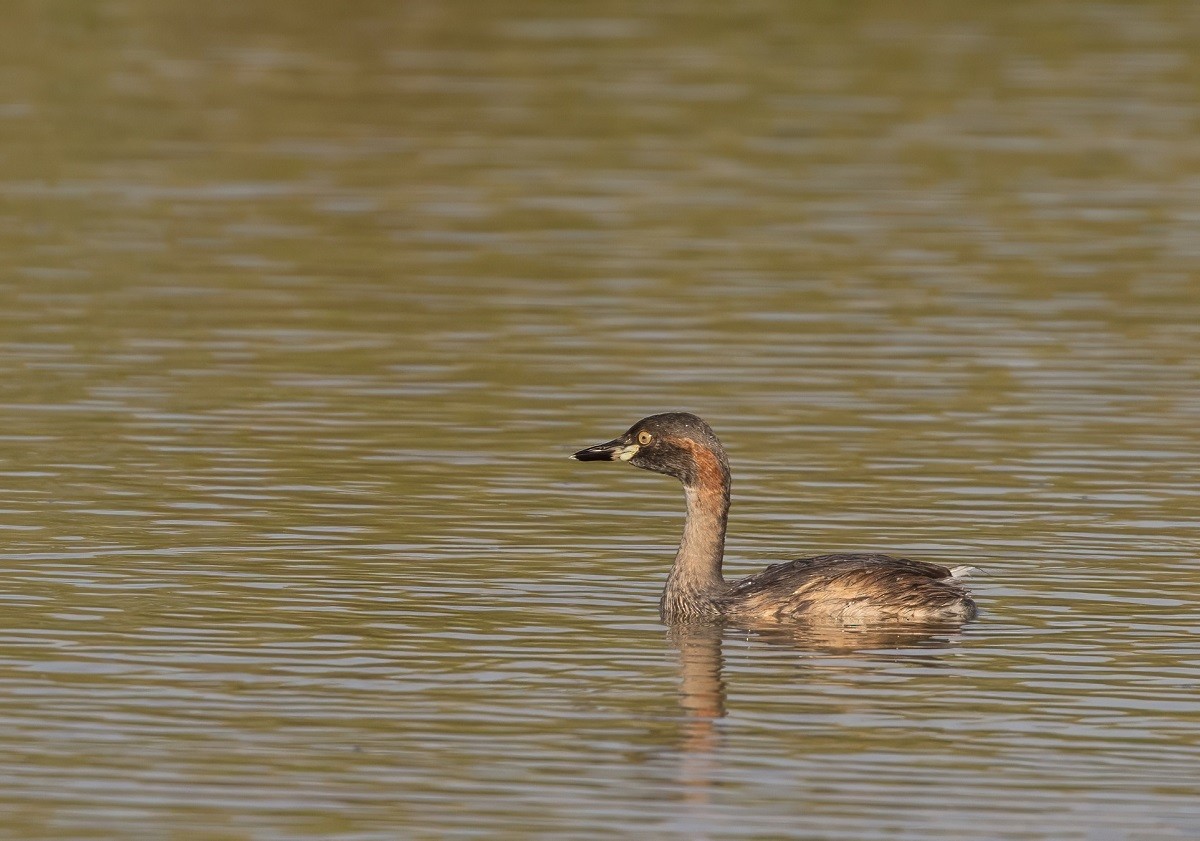 potápka australasijská - ML645061175