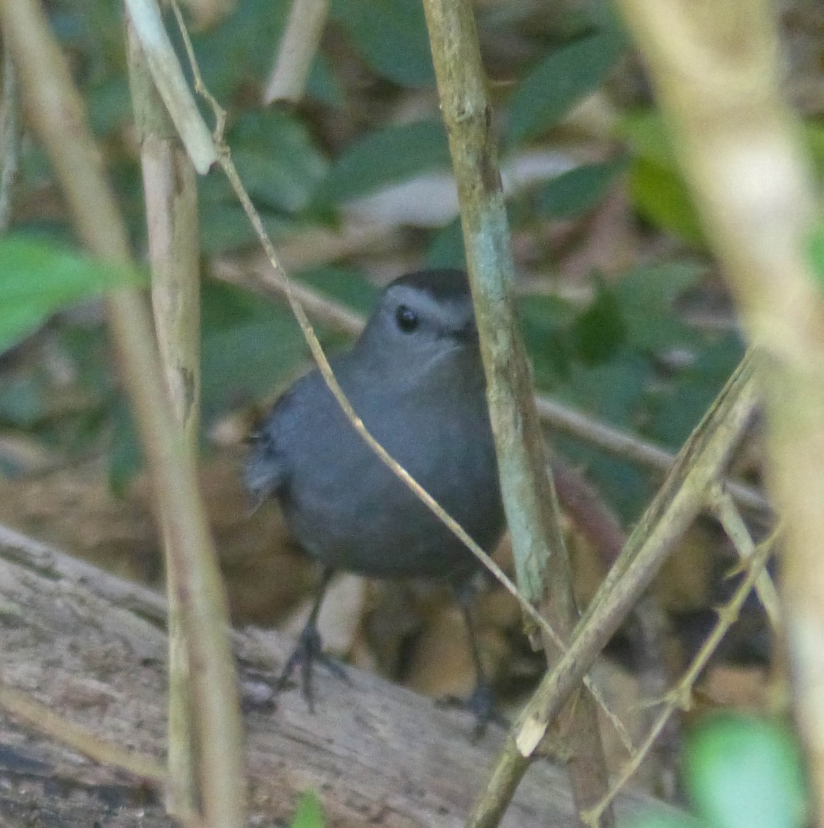 Miaulari grisa - ML645061179