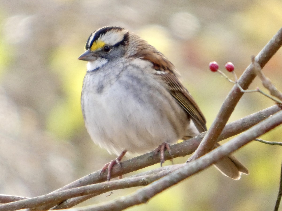 White-throated Sparrow - ML645061180