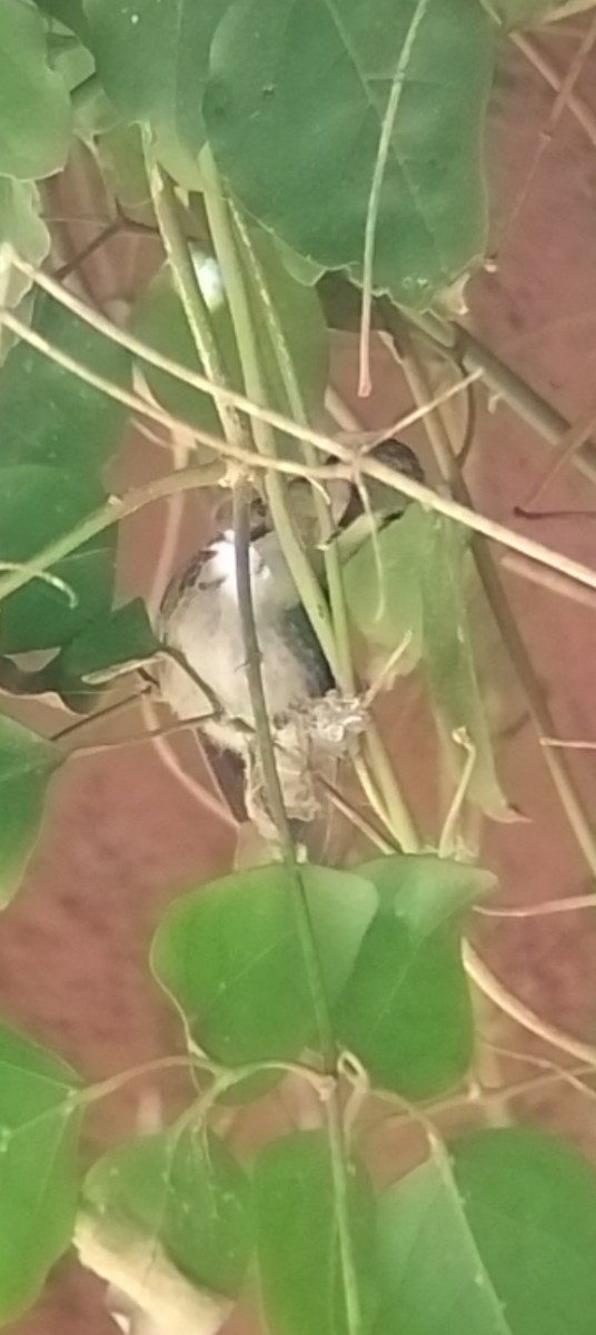 Glittering-bellied Emerald - ML645061189