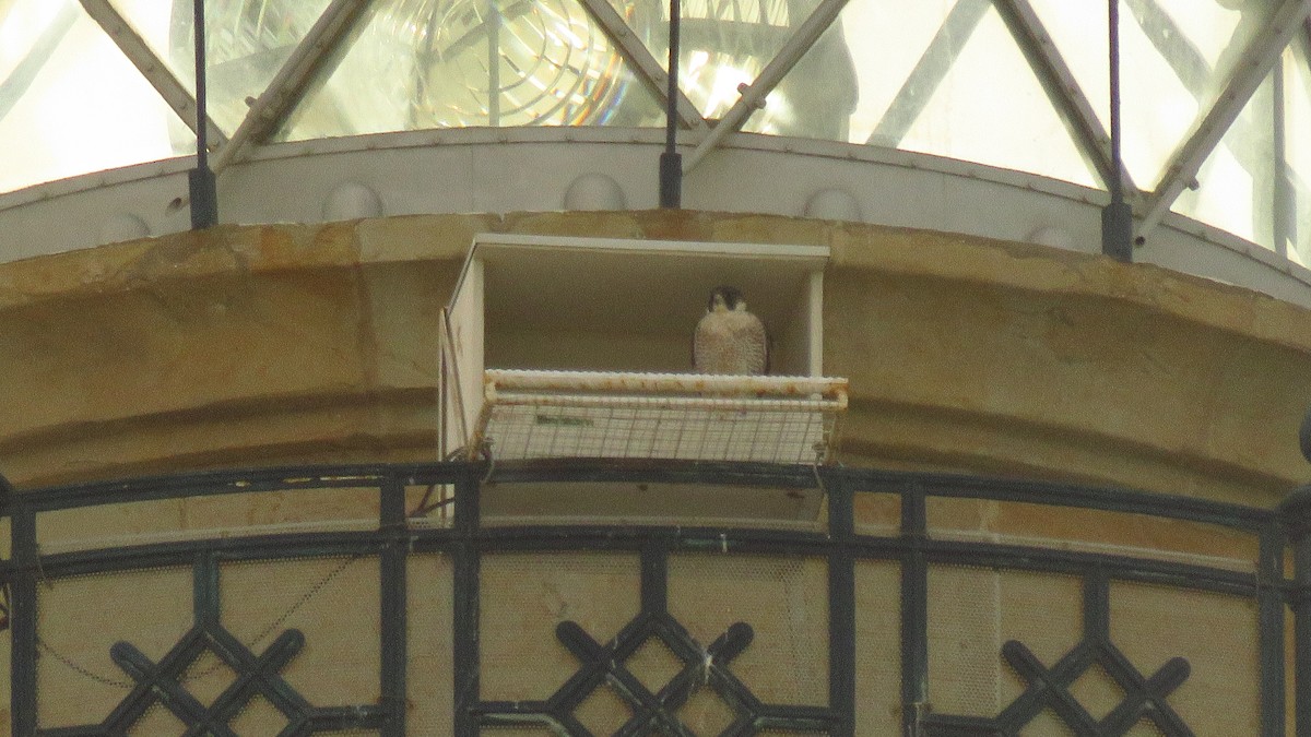 遊隼 - ML645061191