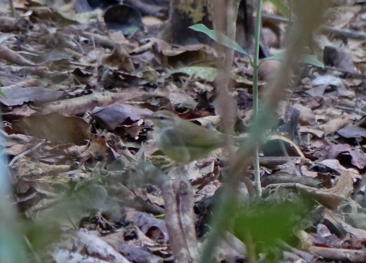 Swainson's Warbler - ML645061192