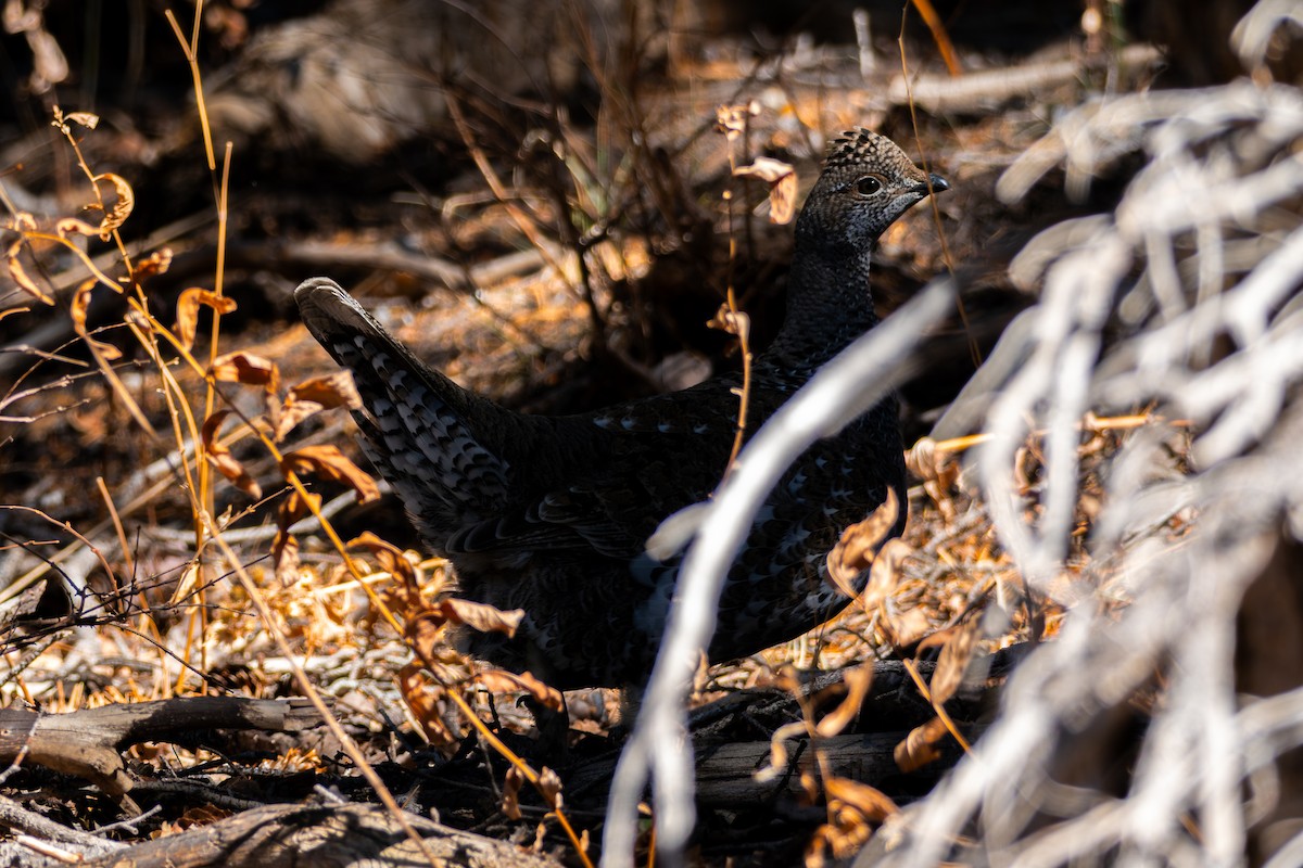 jeřábek kanadský - ML645061213