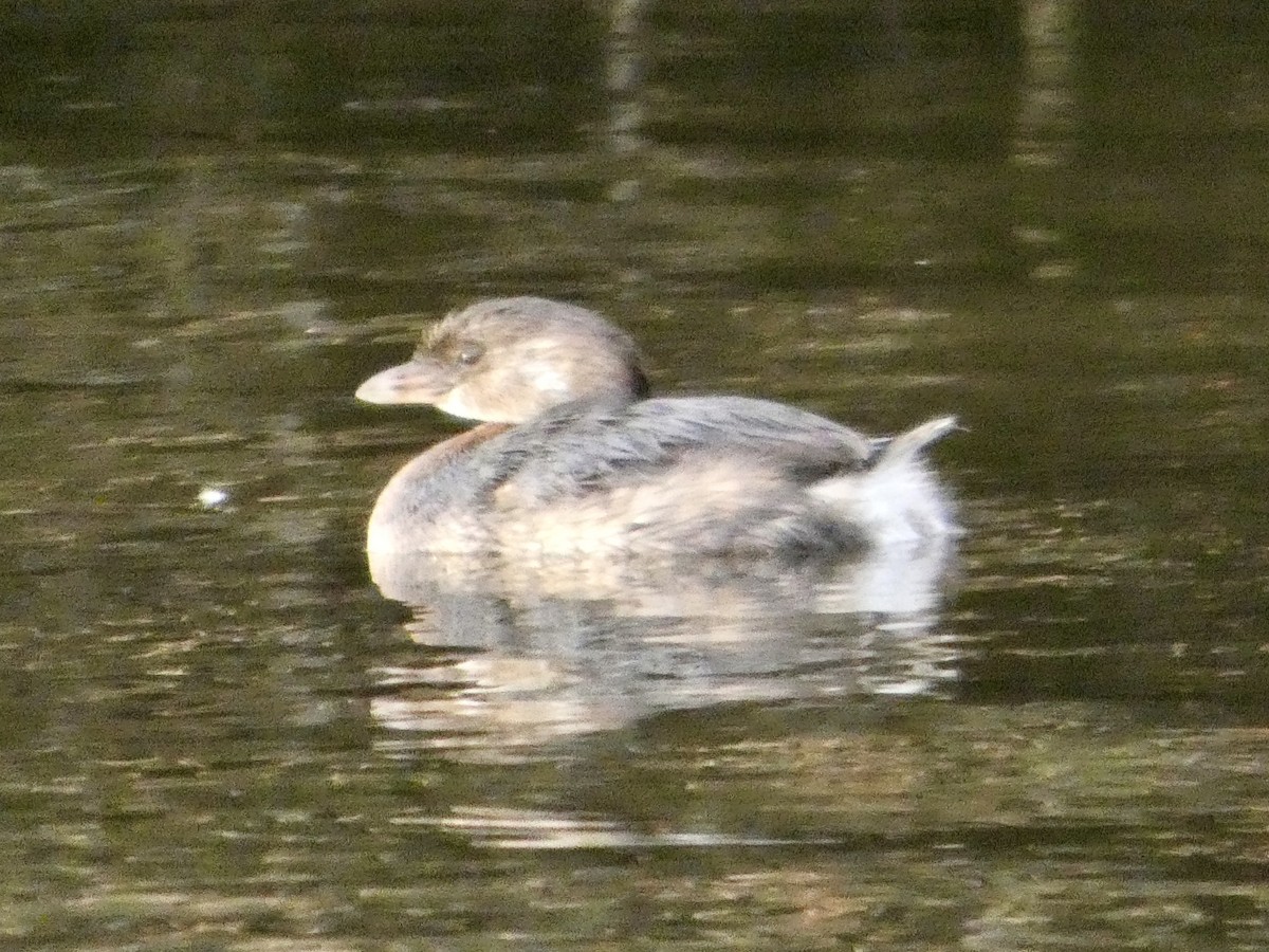 Pied-billed Grebe - ML645061215