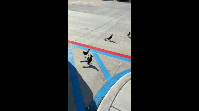 Denizci Kiskal - ML645061225