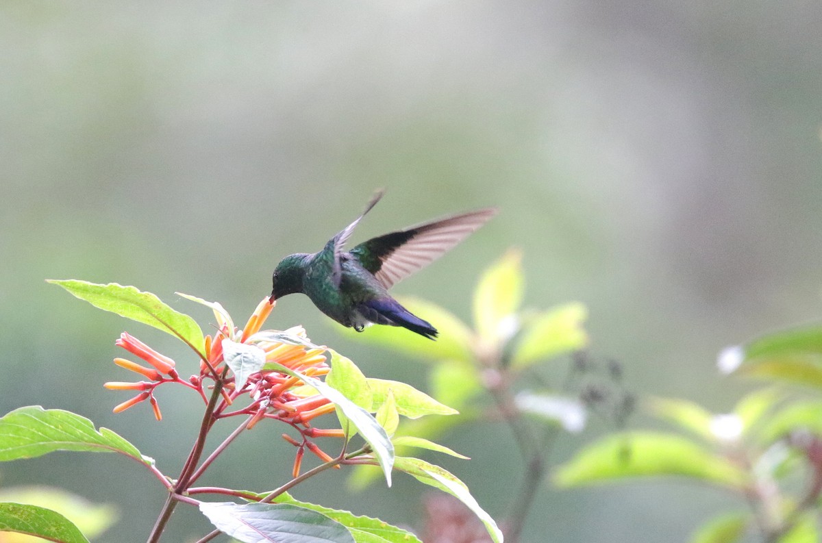 Blue-vented Hummingbird - ML645061226