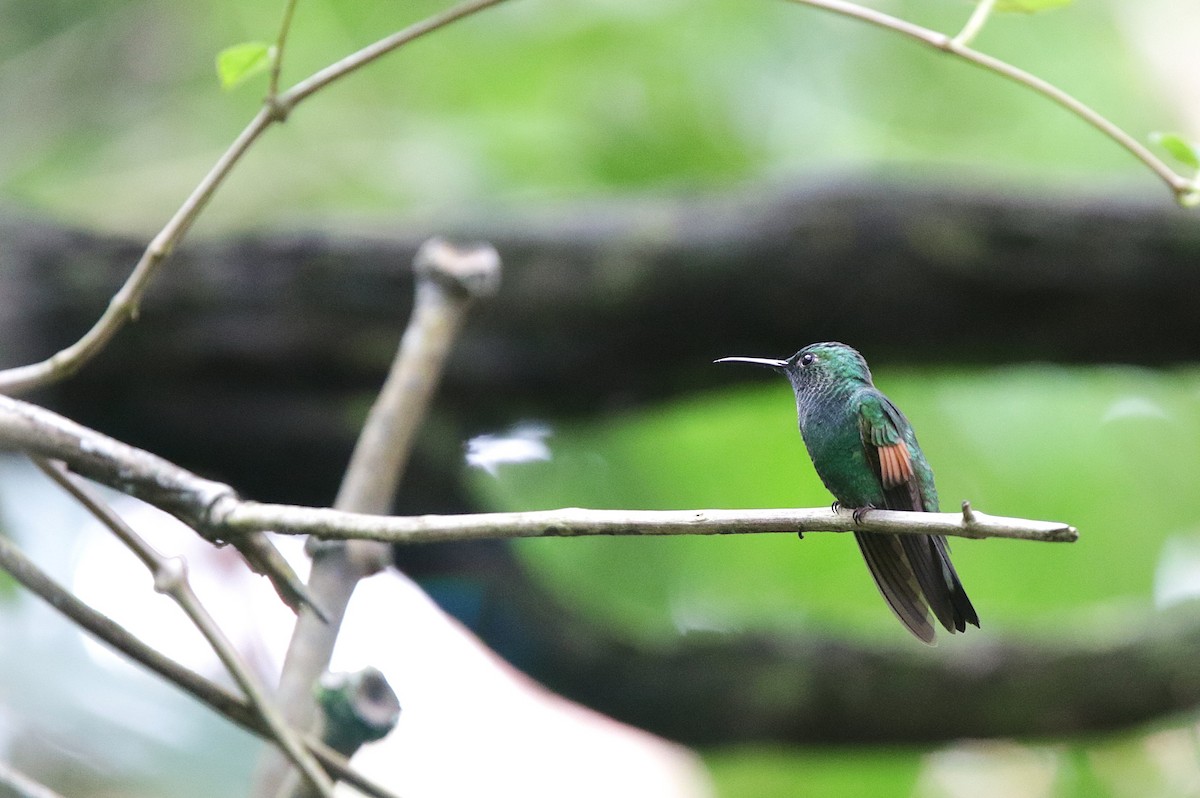 Stripe-tailed Hummingbird - ML645061231