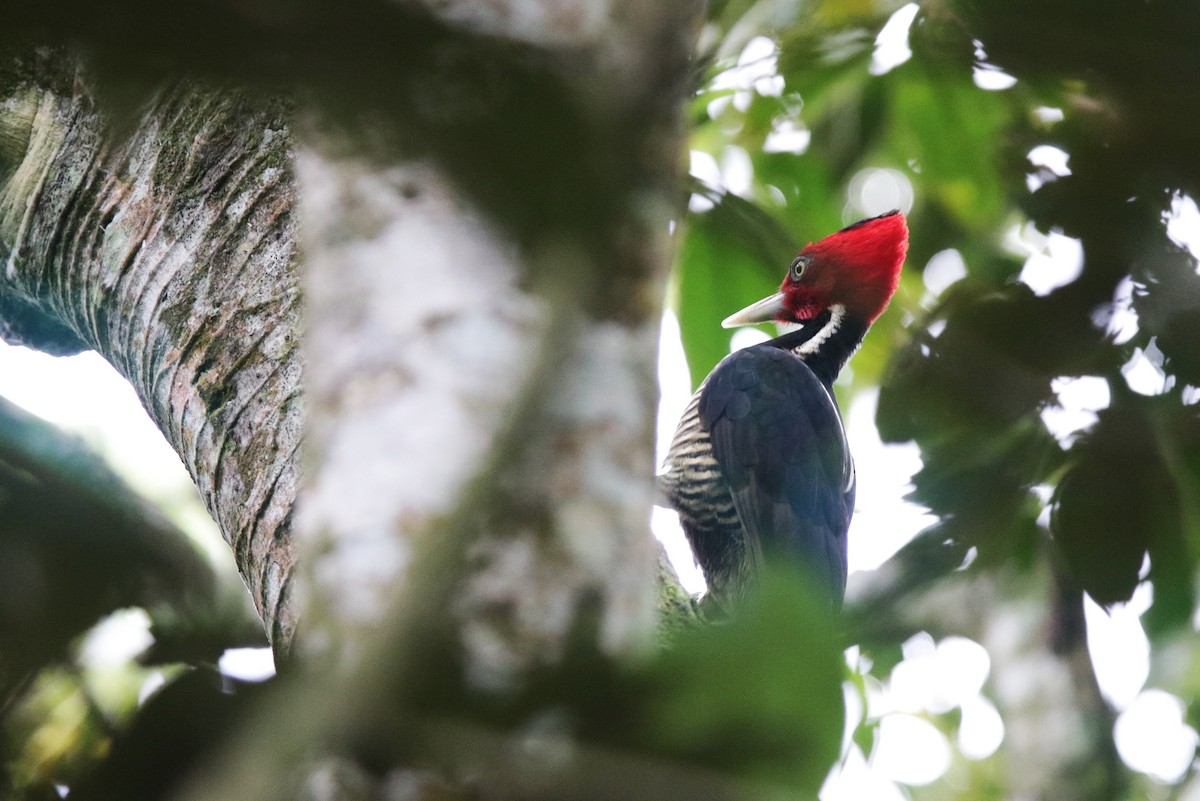 Pale-billed Woodpecker - ML645061242