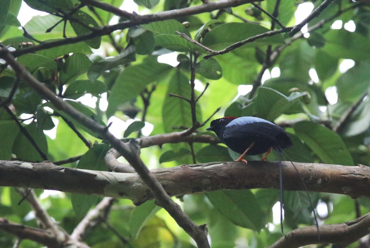 Long-tailed Manakin - ML645061251