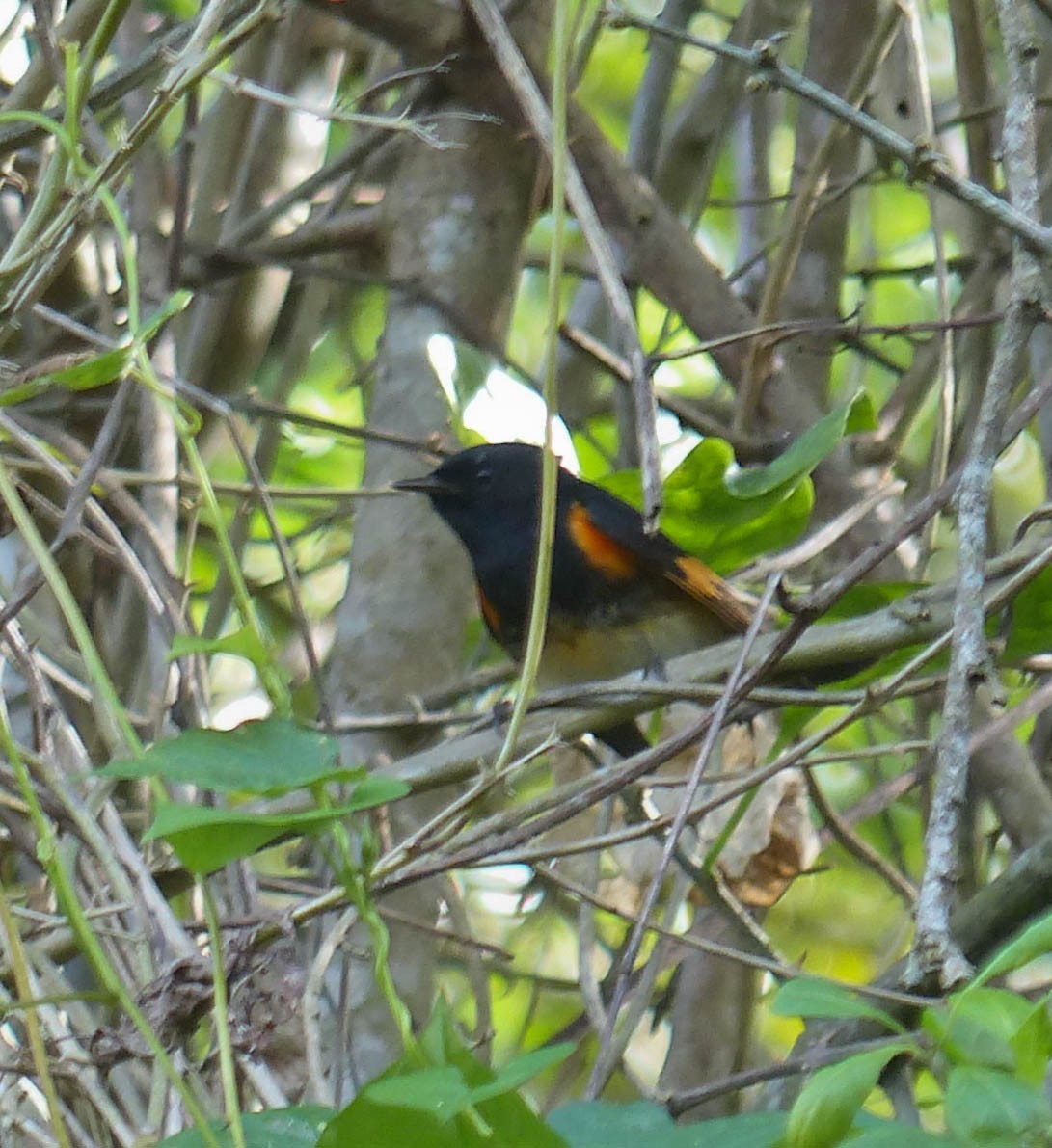 Горихвостковая древесница - ML645061256