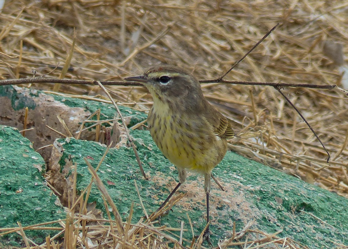 Palm Warbler - ML645061259