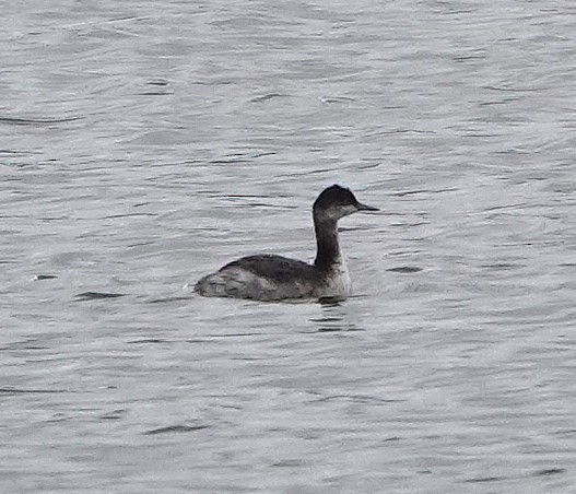 Eared Grebe - ML645061267