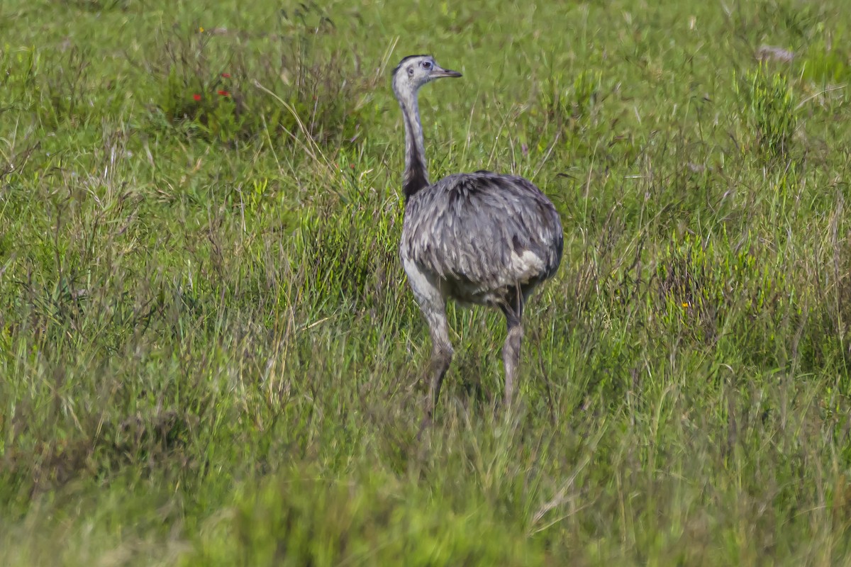 Greater Rhea - ML645061268