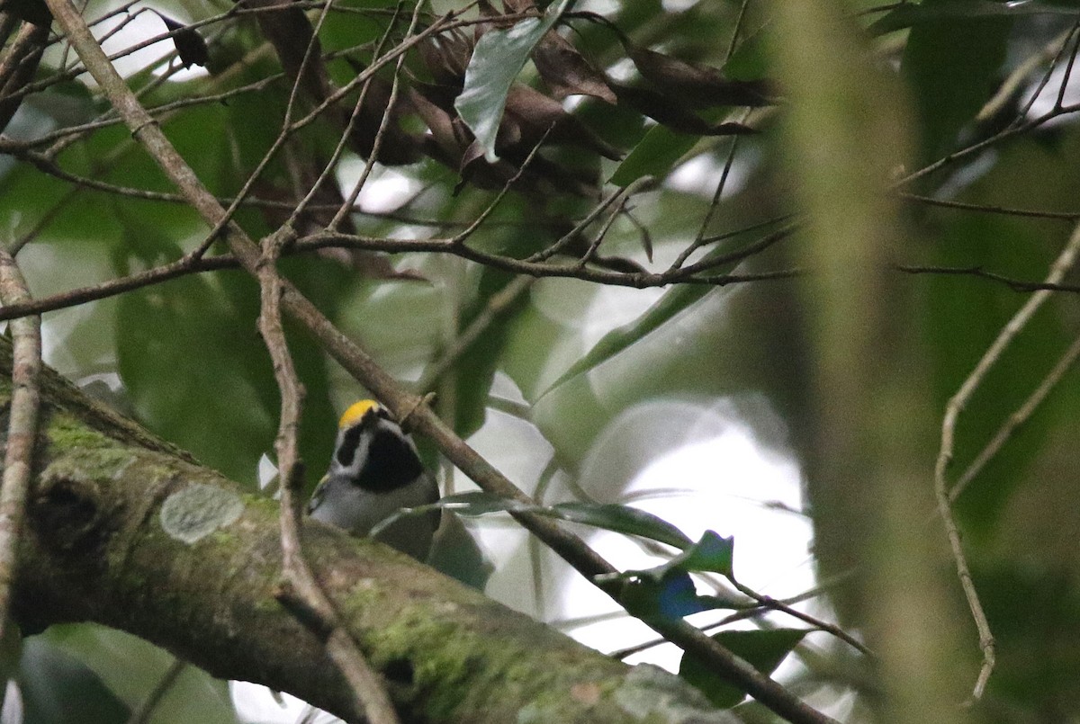 Altın Kanatlı Ötleğen - ML645061269